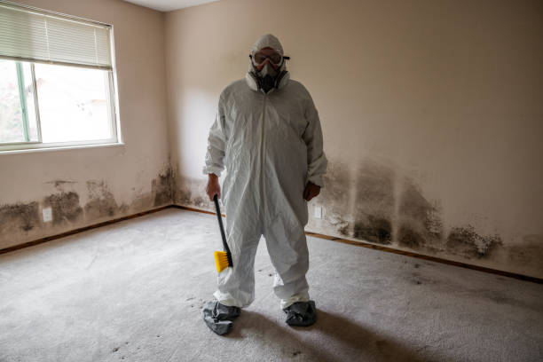 Office Mold Removal Services in Mehlville, MO