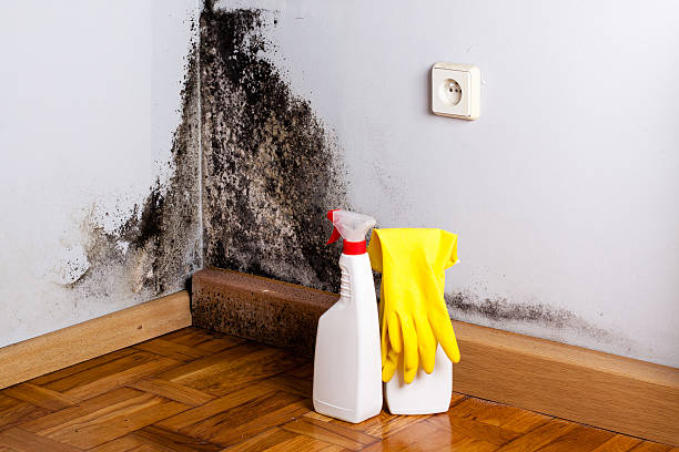 Best Mold Damage Repair  in Mehlville, MO