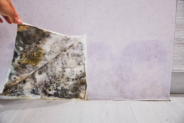 Best Commercial Mold Removal  in Mehlville, MO